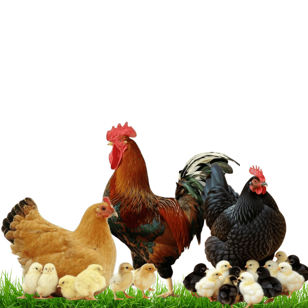 Ami Farmer – গ্রামের হৃদয় থেকে শহরের থালায় খোলা পরিবেশে প্রাকৃতিকভাবে পালিত দেশী মুরগি