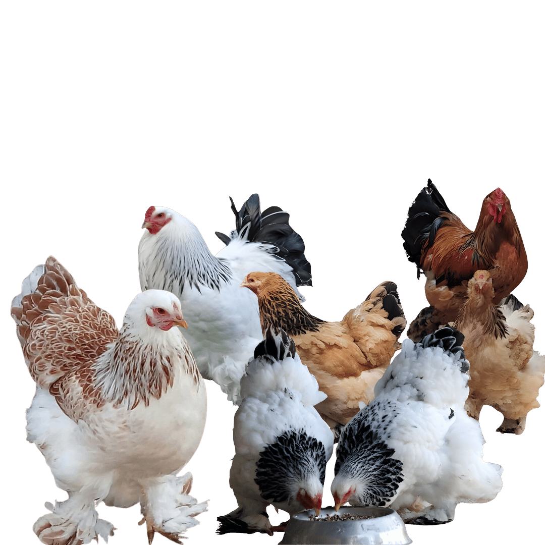 Ami Farmer – গ্রামের হৃদয় থেকে শহরের থালায় শখের খামারে আনুন রাজকীয় সৌন্দর্য!