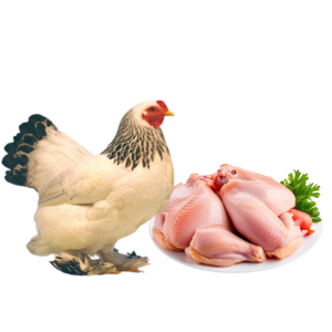 Home brahma-murgir-mangsho