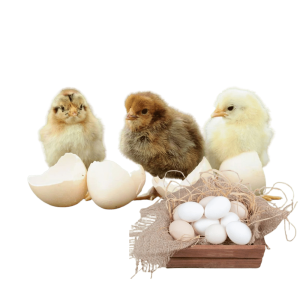 Home Ami Farmer-এর দেশি মুরগির বীজ ডিম ১০০% খাঁটি, প্রাকৃতিক ও উর্বরতায় শক্তিশালী। নতুন খামার শুরু করার জন্য সেরা পছন্দ।