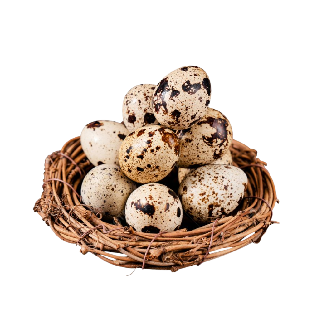 Quail Egg