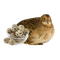 quail