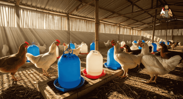 gorome-murgir-pani-bebosthapona